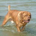 Bordeauxdog