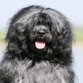 Portugese Waterhond