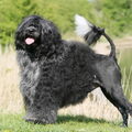 Portugese Waterhond