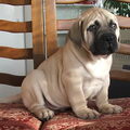 Bullmastiff