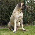 Old English Mastiff