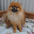 Keeshond, Dwerg
