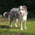 Border Collie