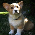 Welsh Corgi Cardigan