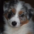 Australian Shepherd