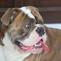 Old English Bulldog