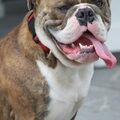 Old English Bulldog