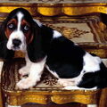 Basset Hound