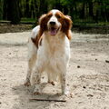 Welsh Springer Spaniel