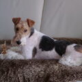 Foxterrier, draadhaar