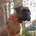 Boxer