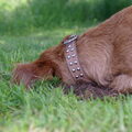 Basset Fauve de Bretagne