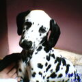 Dalmatische hond
