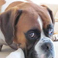 Boxer