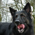 Oud Duitse Herdershond