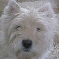West Highland White Terrier