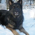 Oud Duitse Herdershond
