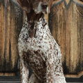 Duitse Staande Hond, Korthaar