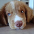 Nova Scotia Duck Tolling Retriever