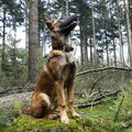 Mechelse Herder