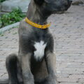 Ierse Wolfshond
