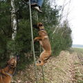Mechelse Herder