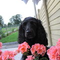 Engelse Cocker Spaniel