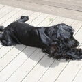 Engelse Cocker Spaniel