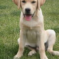 Labrador
