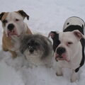 Amerikaanse Bulldog