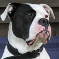 Amerikaanse Bulldog