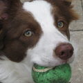 Border Collie