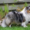 Sheltie