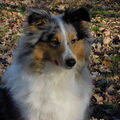 Sheltie