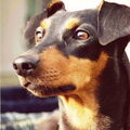 Duitse Pinscher