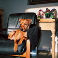 Duitse Pinscher
