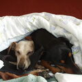 Duitse Pinscher