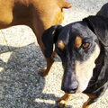 Duitse Pinscher