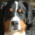 Berner Sennenhond