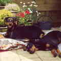 Duitse Pinscher