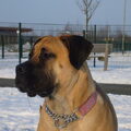 Boerboel