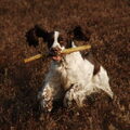 Engelse Springer Spaniel