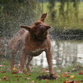 Bordeauxdog