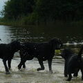 Labrador