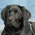 Labrador