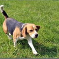 Beagle