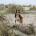 Sheltie