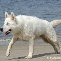 Zwitserse Witte Herder