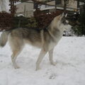 Siberische Husky