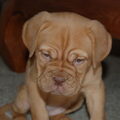 Bordeauxdog